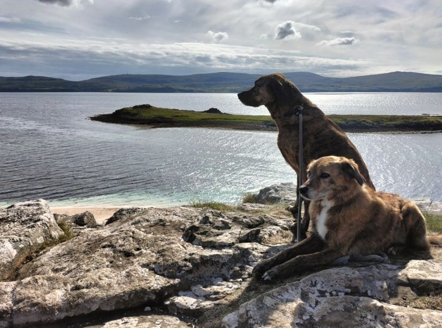 Twee honden op de rotsen aan een Schots meer